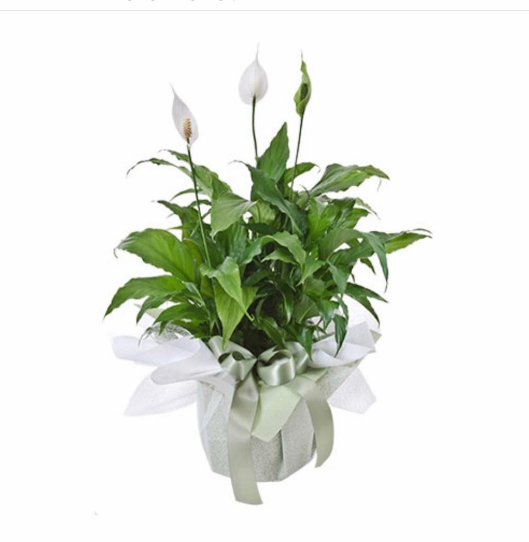 Peace Lily